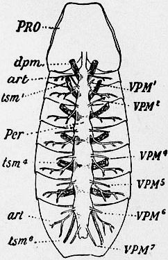 Anatomie interne
