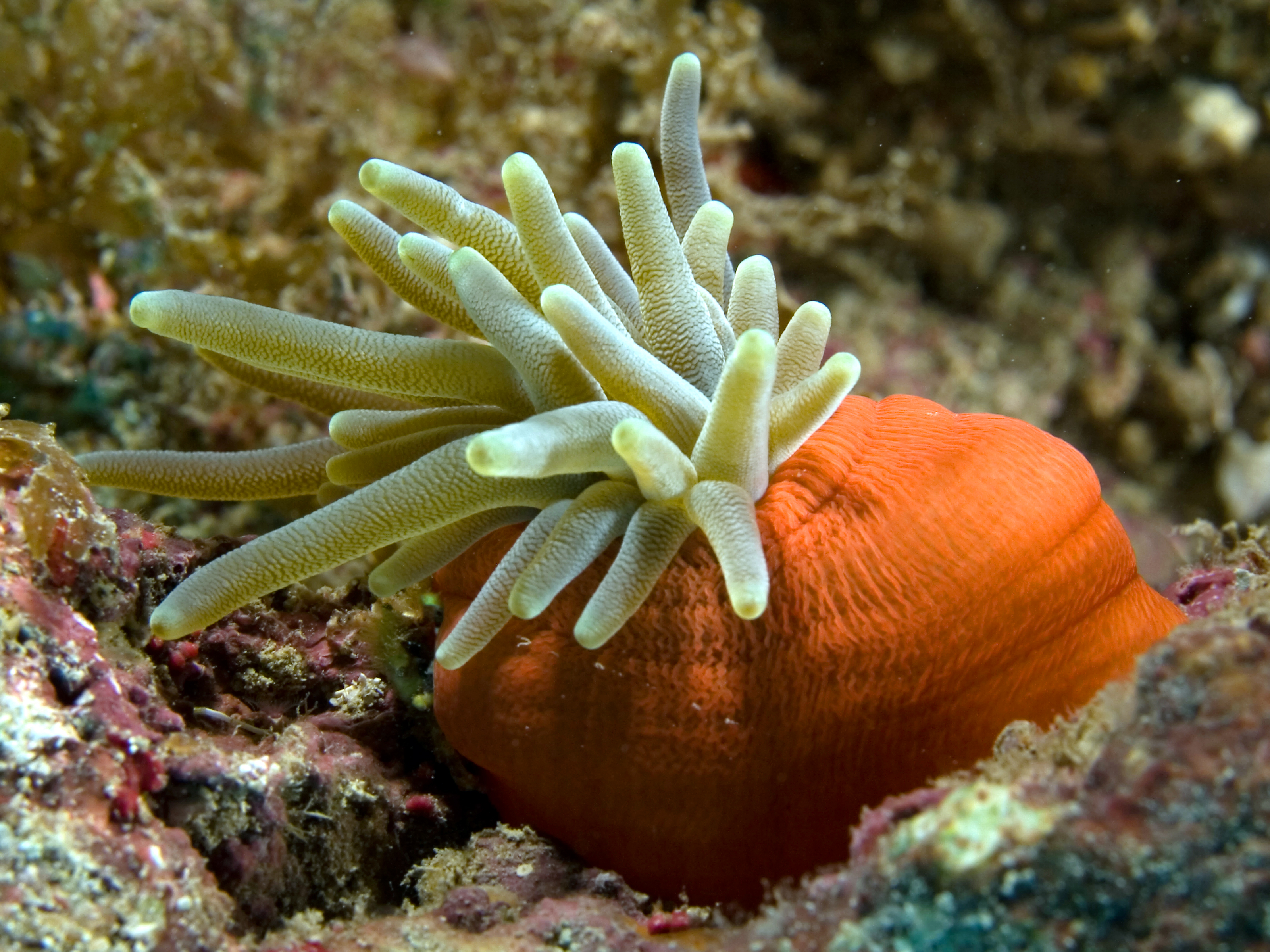Polype : hydres, corail et méduse