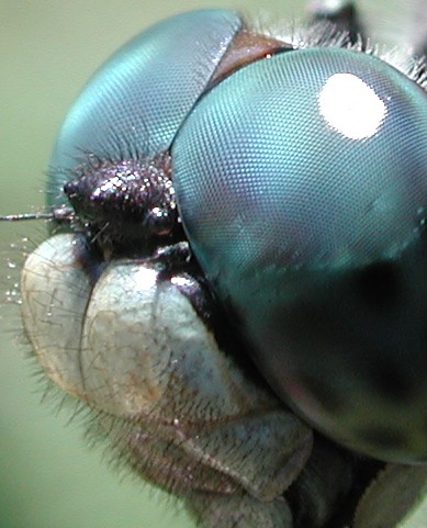 Der Insektenkopf: Augen, Antennen, Mundwerkzeuge