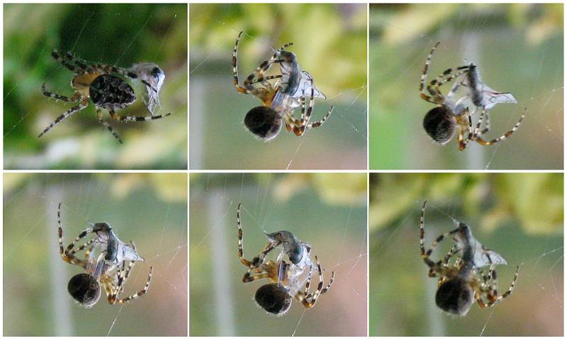 Lebensweise der Webspinnen