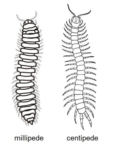 Distinction from centipedes