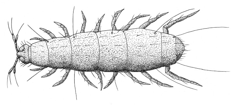 Relation to other myriapods