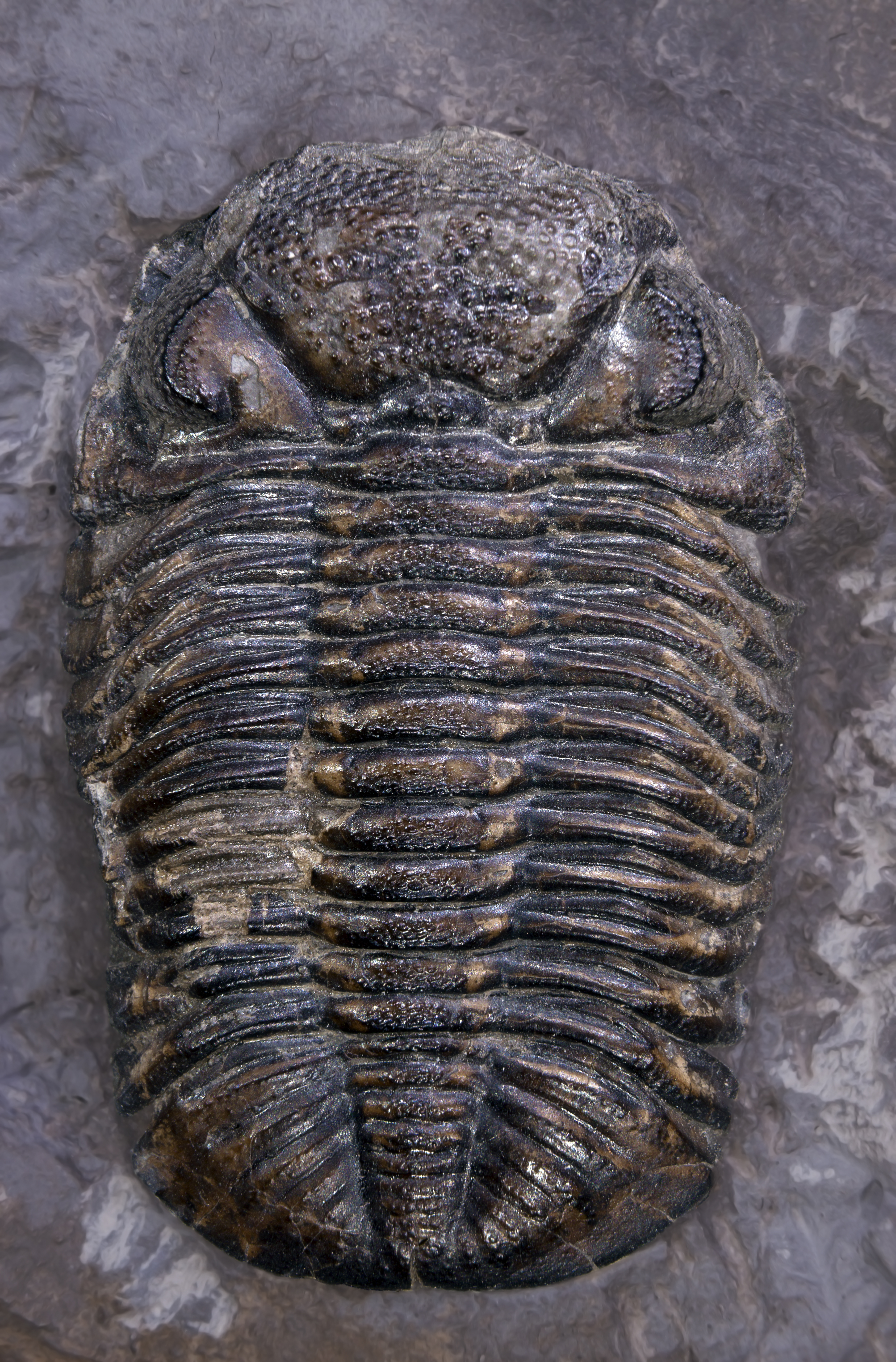 Trilobites : une vingtaine de pattes