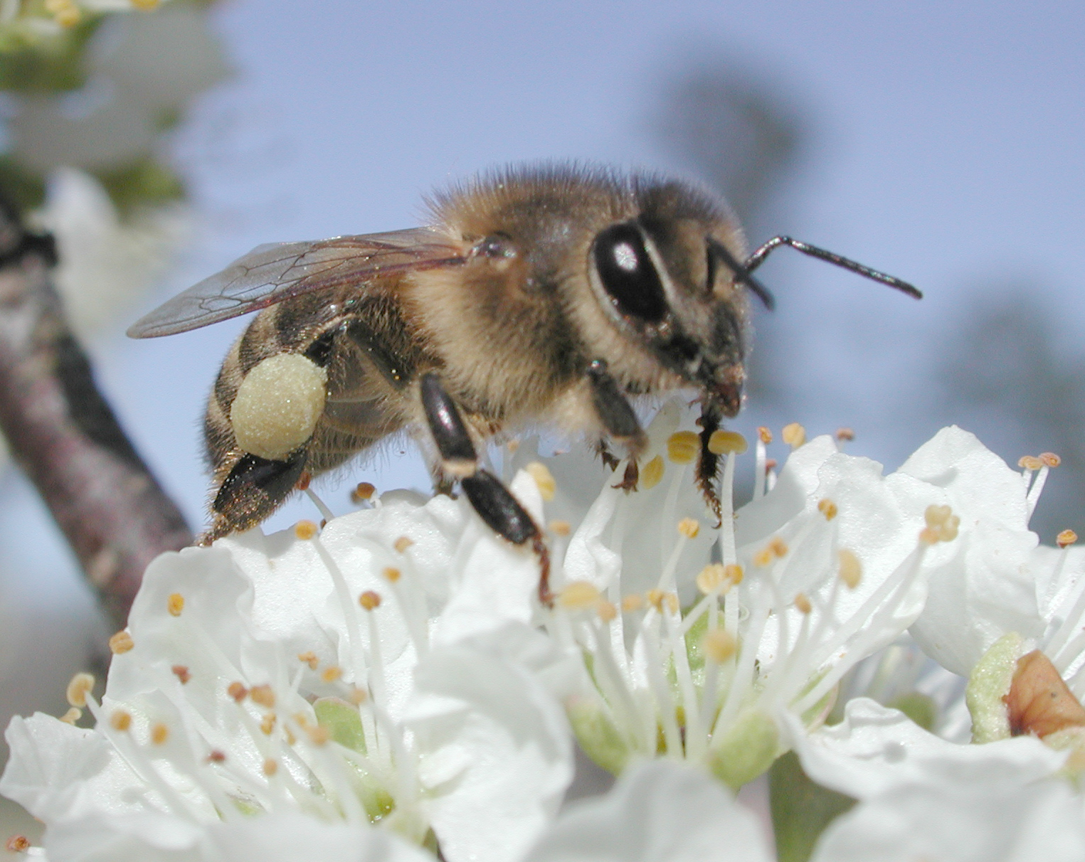 Bedeutung der Honigbienen